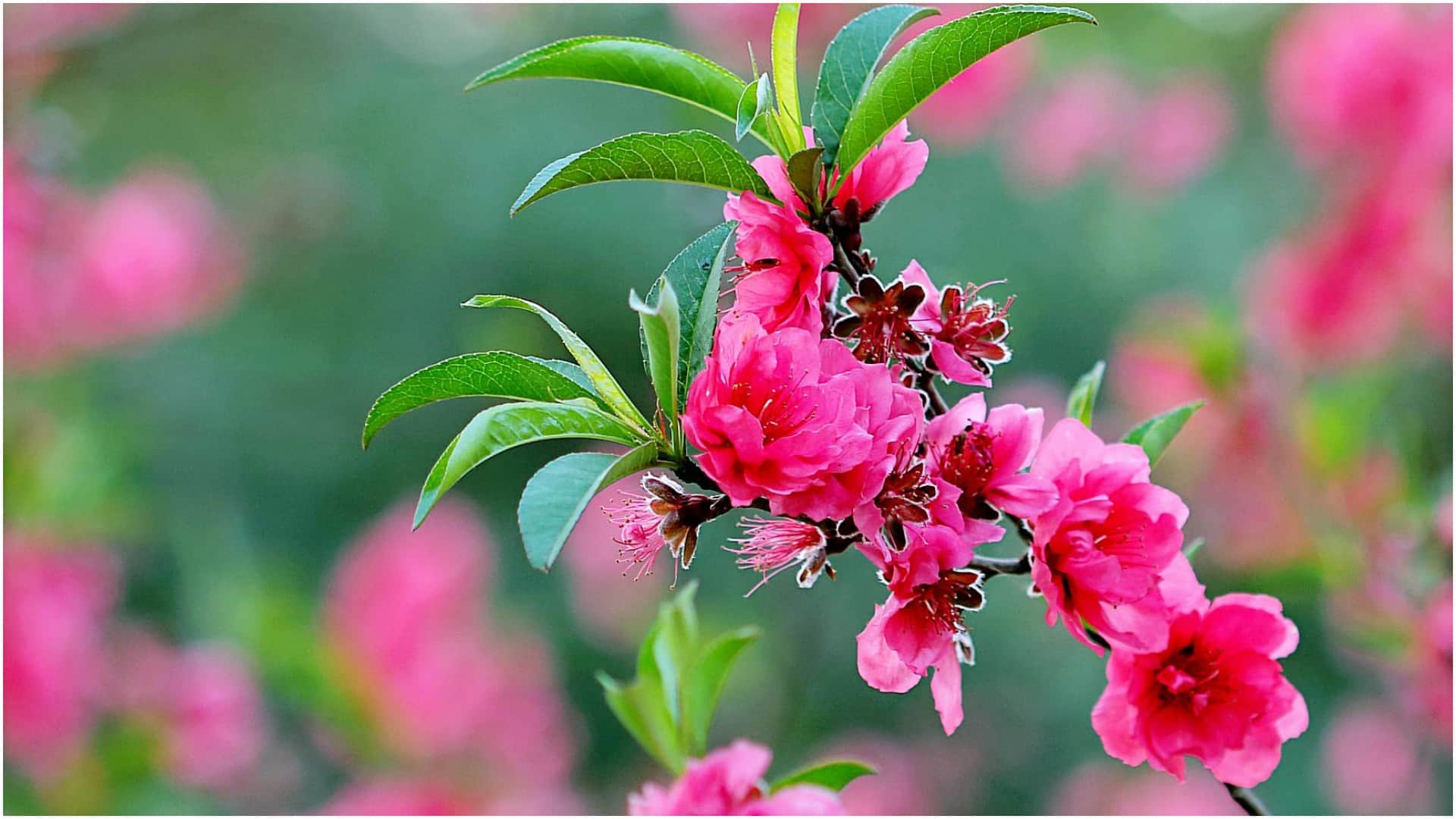 Best Flowers For Spring Season Gardening Tips