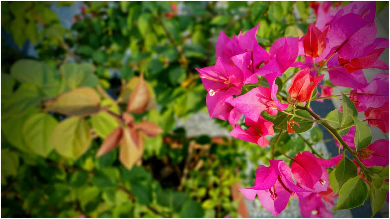 Summer Gardening Tips Best Flower Plants To Grow In Summer