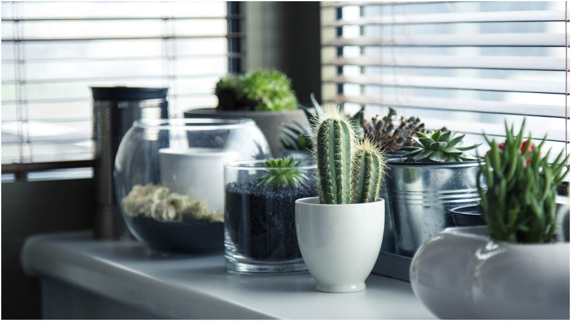 Gardening Tips How to protect trees from drying out in summer garmi mein paudhon ko kaise bachayen disprj