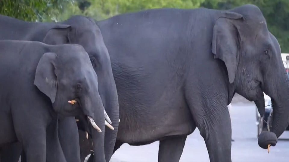 Watch Video Elephants blocked the road for half an hour in Korba Chhattisgarh