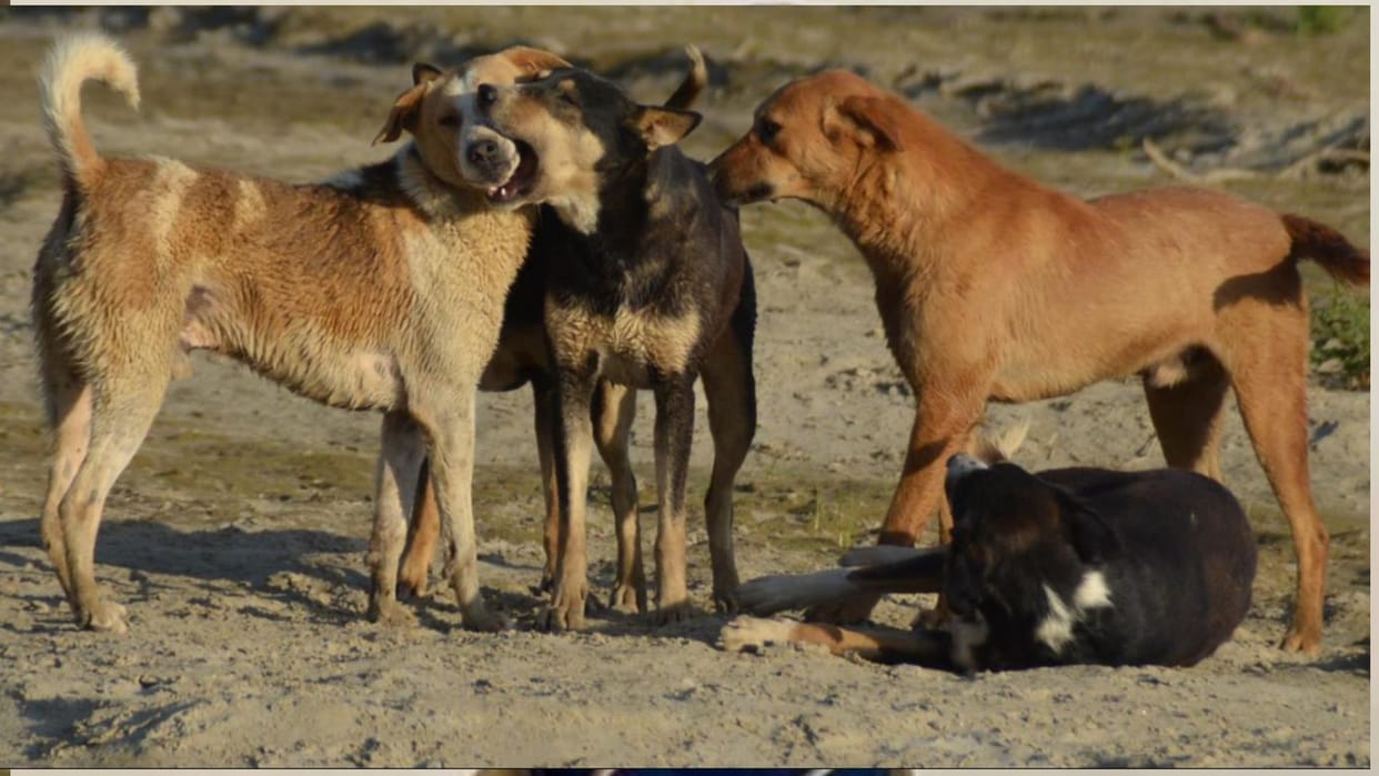 If a dog bites, find 4 more people and bring them then the vaccine will be administered in gorakhpur