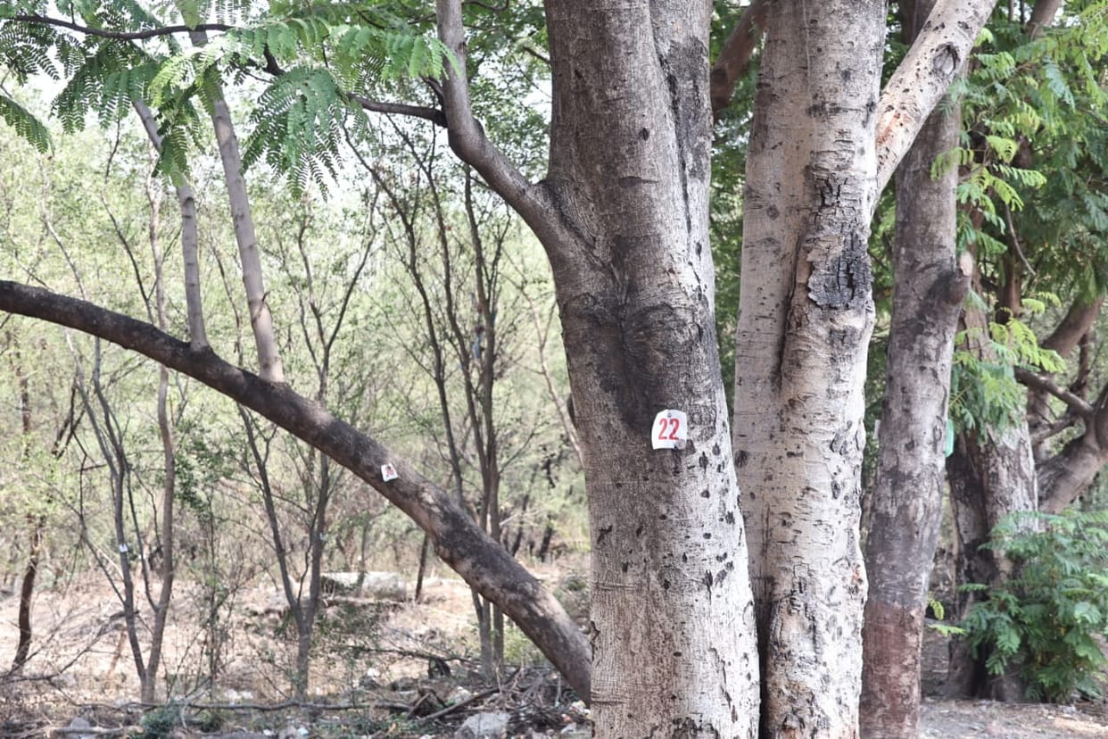 Indore News: The greenery of Hukamchand Mill will now end, cutting of trees will start.