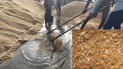 Haryana Weather: Due to the effect of Western Disturbance, hail fell, wheat got wet, farmers worried increased