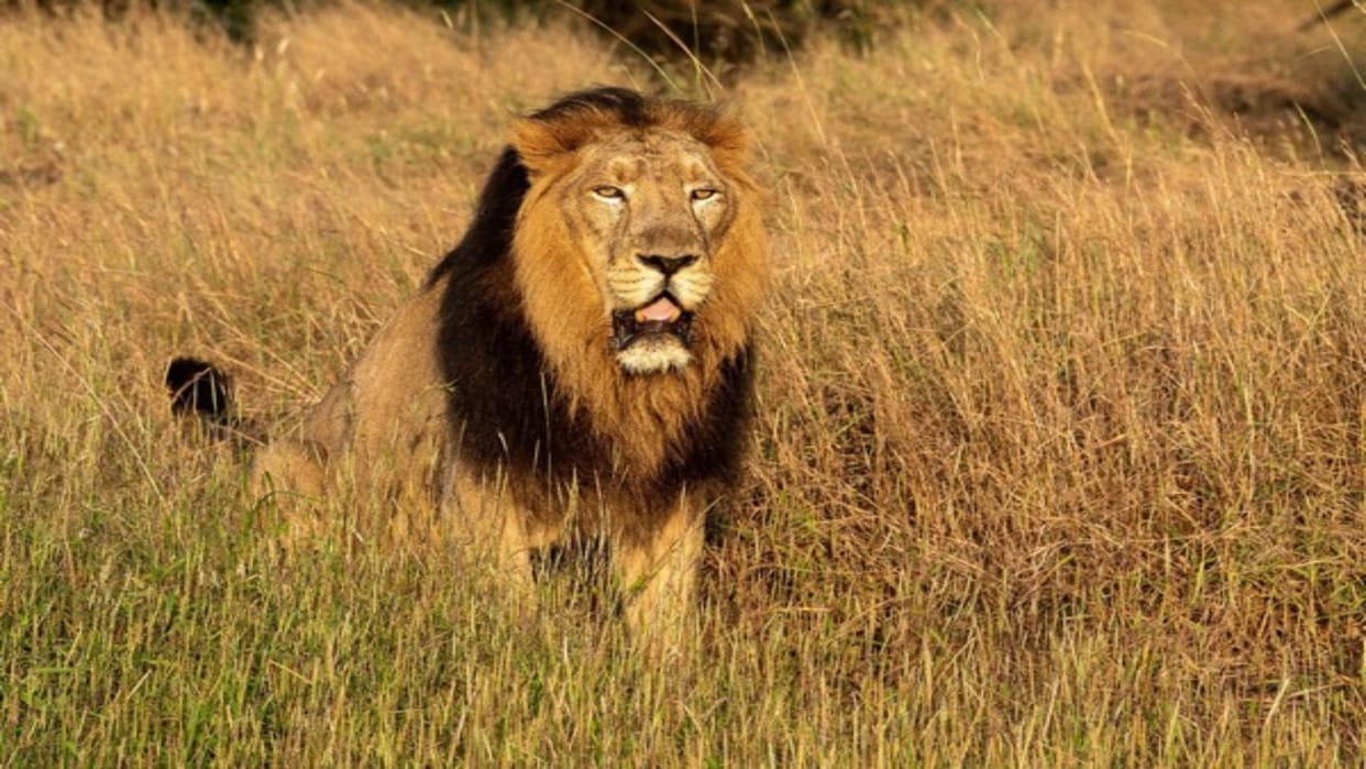 West Bengal government Change after controversy Akbar called lion Suraj and lioness Sita called Tanaya