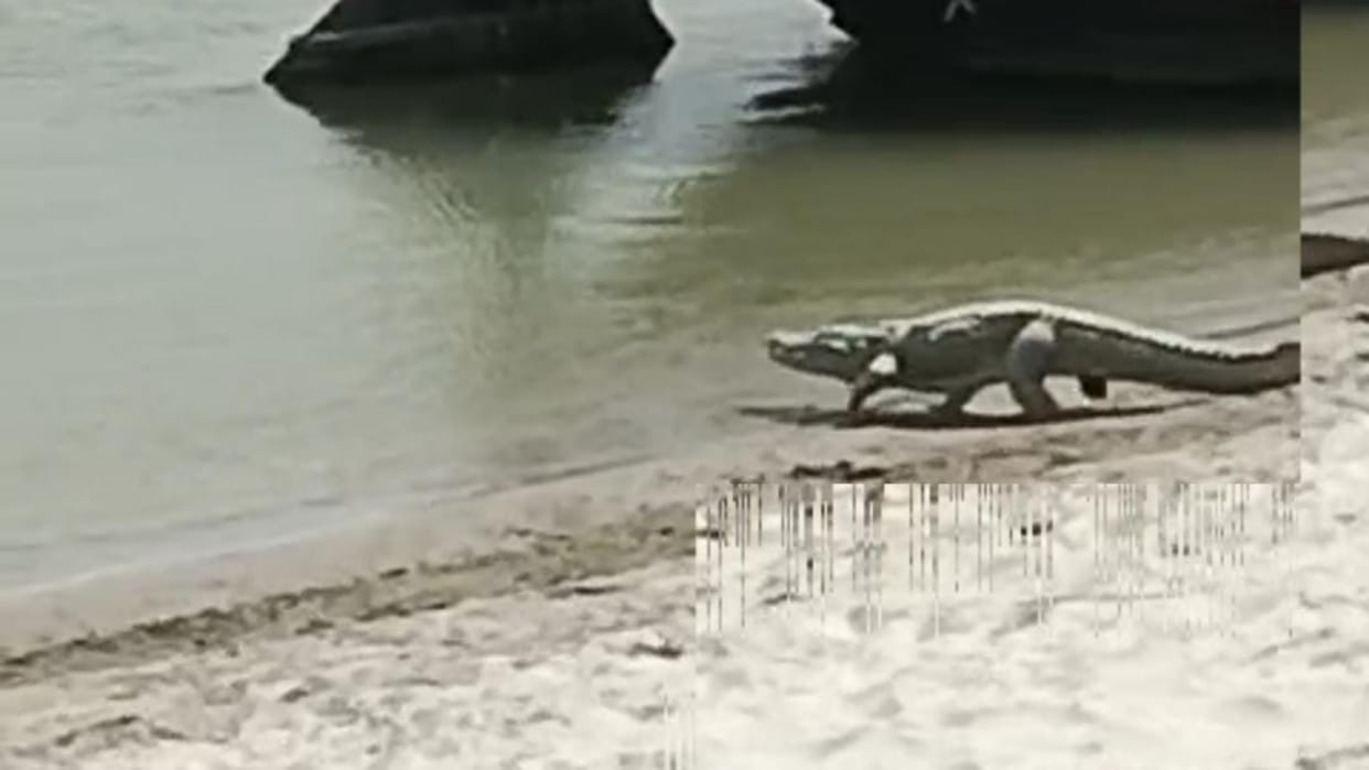 Gharials and crocodiles increased in the Bah range of Chambal record of increase of 213 was made