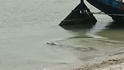 Bihar News: Crocodile seen roaming on banks of Ganga Ghat in Vaishali, panic among villagers
