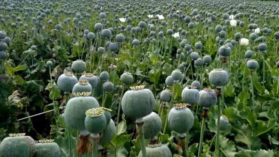 Himachal Police: Opium Cultivation Destroyed in Mandi; 1.38 Lakh Plants Recovered