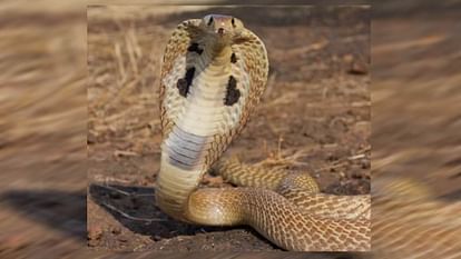 farmer died due to snake bite in Etah he had gone to field to see paddy saplings