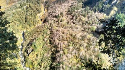 Woman dies after falling from a hill while cutting grass Rudraprayag News in hindi