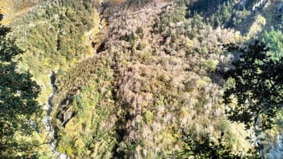 Woman dies after falling from a hill while cutting grass Rudraprayag News in hindi