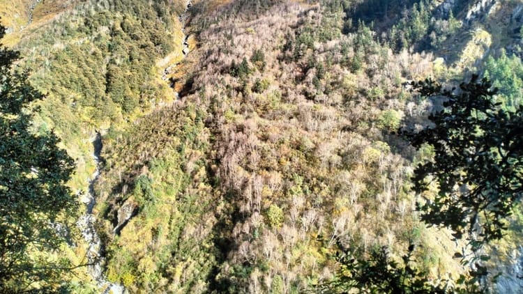 Rudraprayag News: पहाड़ी ढलान में घास काटने गई थी महिला, अचानक पांव फिसलने से गहरी खाई में जा गिरी, मौत