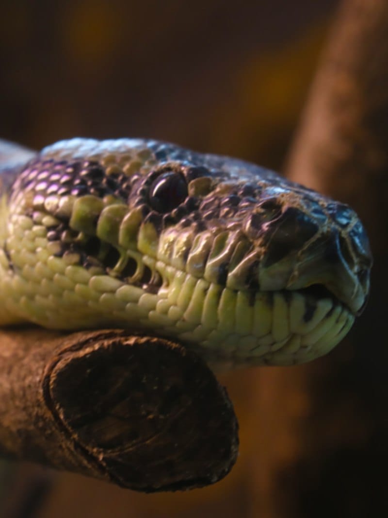 Sister died and brother serious due to snake bite in ramnagar