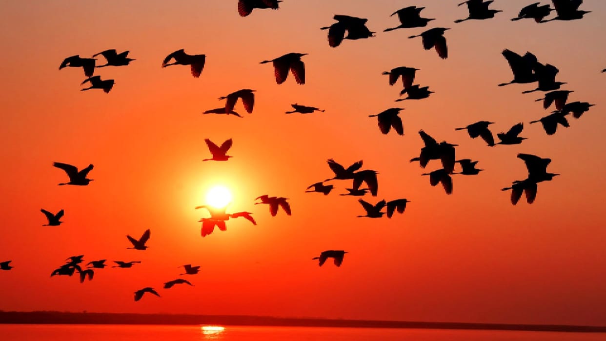 Birds are returning to their homes, the environment is incomplete without them