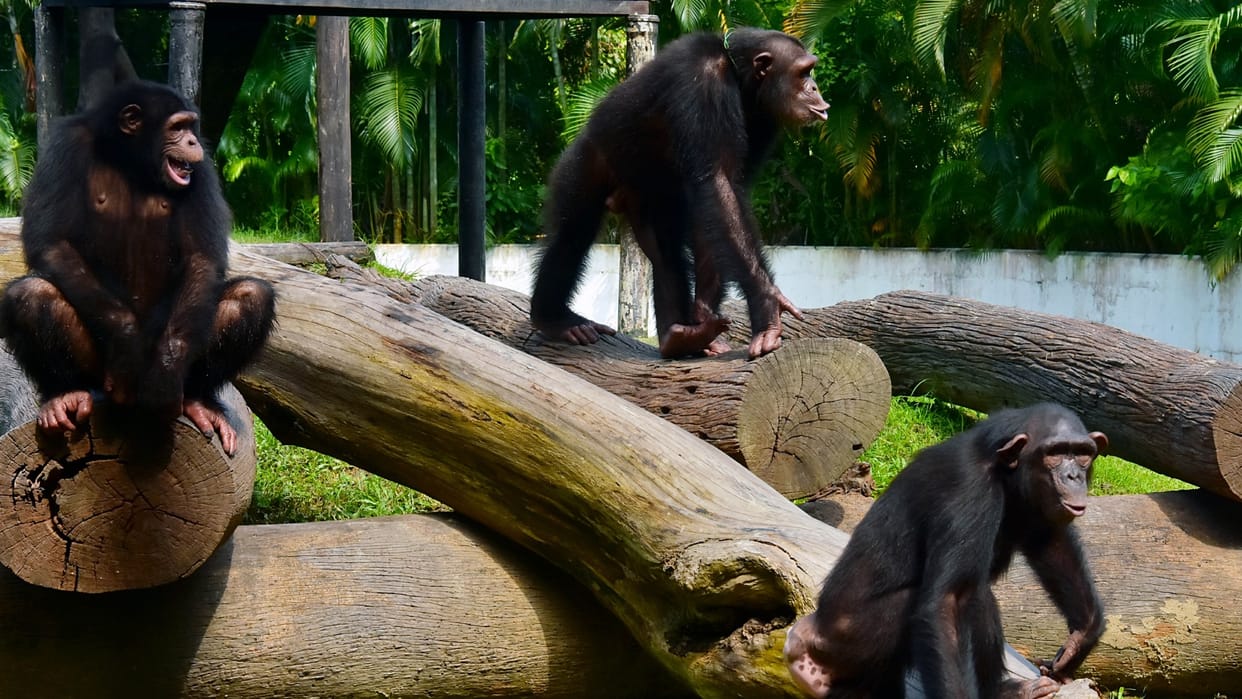 Worrying: Threat to gorillas and chimpanzees due to mining activities