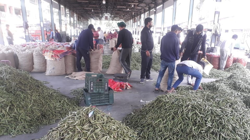 Pea crop in Kullu