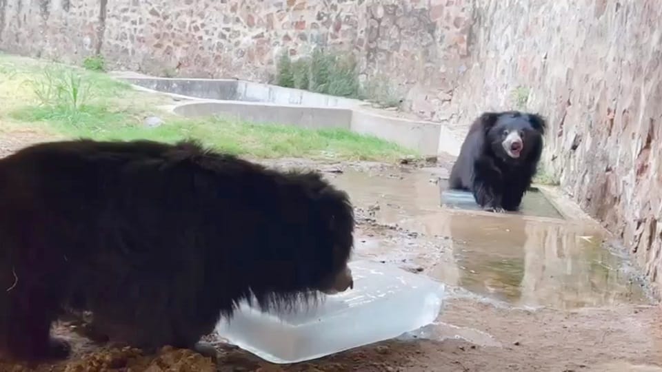 Delhi Zoo: Bear enjoying ice cream and elephant enjoying watermelon