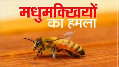 Fatehpur: Bees attack students playing during interval, 16 injured