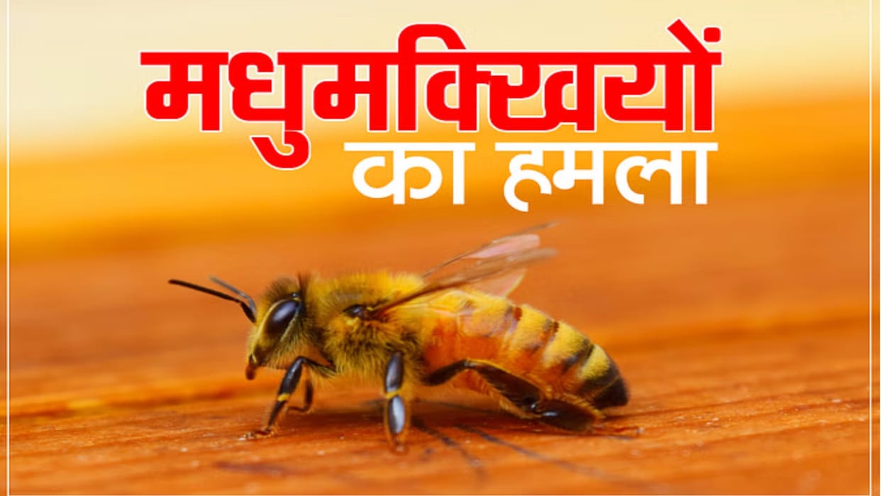 Bees stung 60 people in haldwani