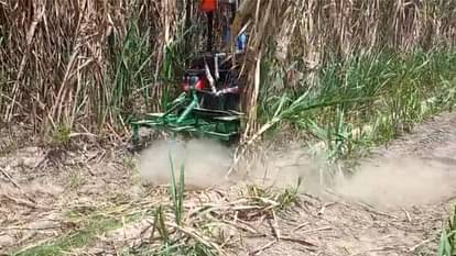 Sugarcane will be cut and peeled by machine, trial conducted in farmers field Muzaffarnagar
