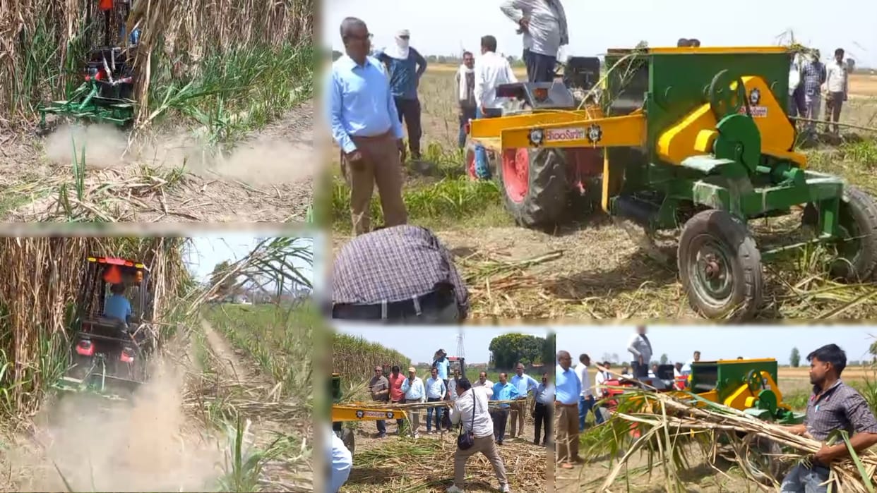 Sugarcane will be cut and peeled by machine, trial conducted in farmers field Muzaffarnagar