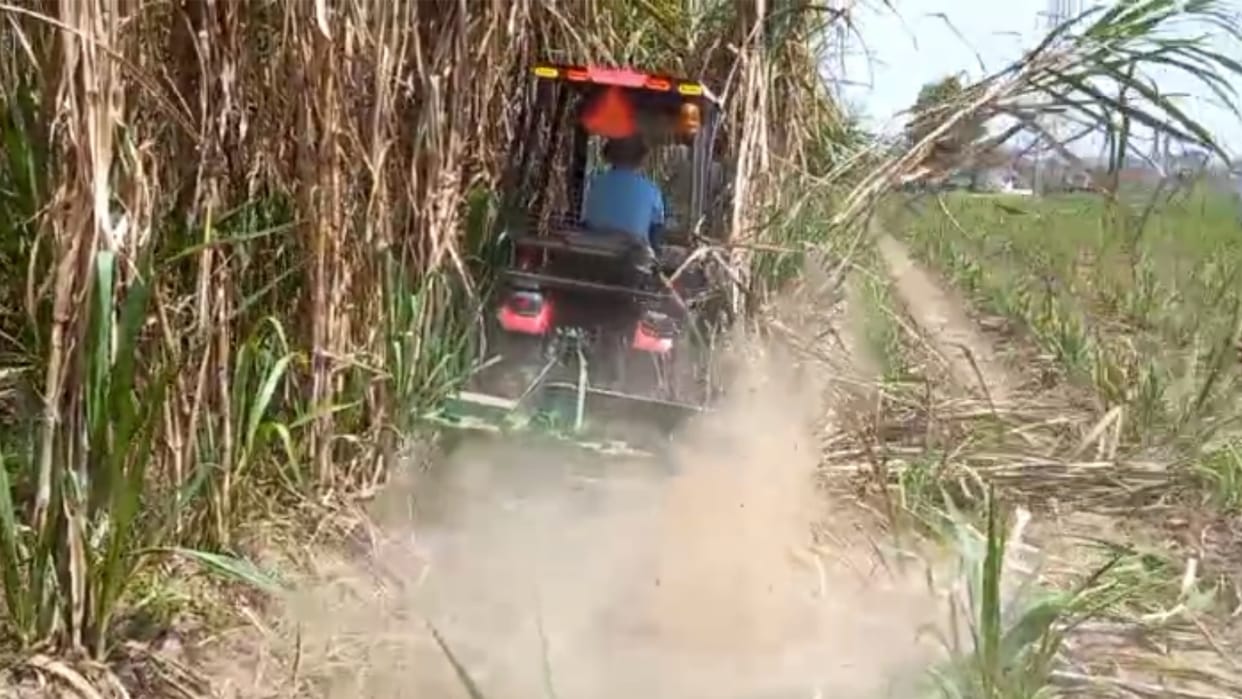 Sugarcane area increased, yield decreased, sugar production also decreased