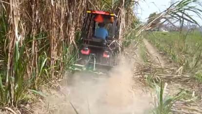 Sugarcane will be cut and peeled by machine, trial conducted in farmers field Muzaffarnagar