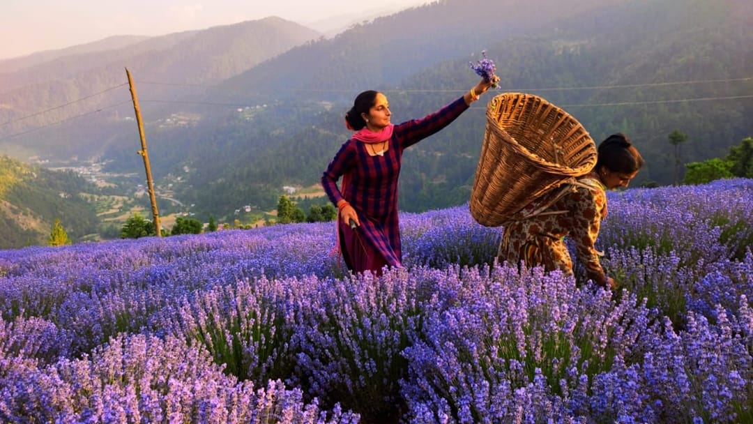 Emphasis on increasing lavender cultivation in Ladakh 30 thousand plants distributed