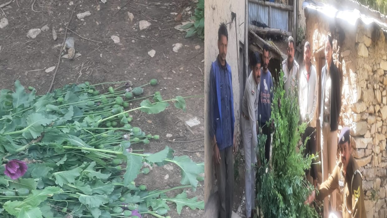 Police destroyed 468 opium plants in remote Salana village of Karsog.