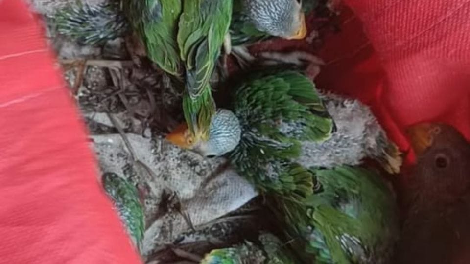 Forest department team arrested parrot smuggling accused in Kabirdham