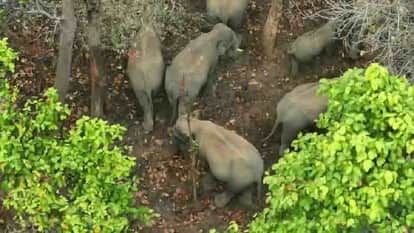 Elephants from Anuppur damaged many houses in Dindori