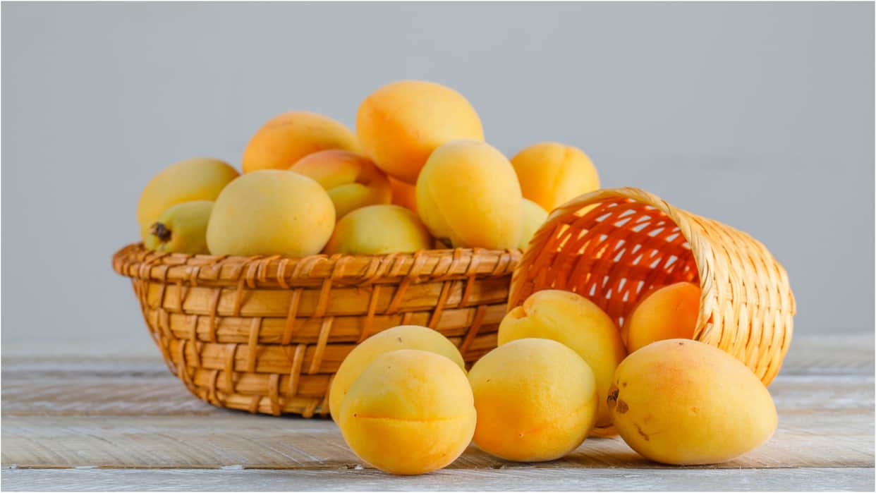 kohitur mango was grown for the royal families Indias most expensive mango