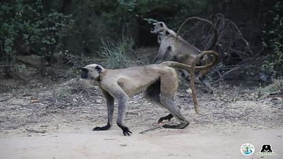 stampede broke out in Bateshwar Khand village of Agra after monkey attacked and three people were injured