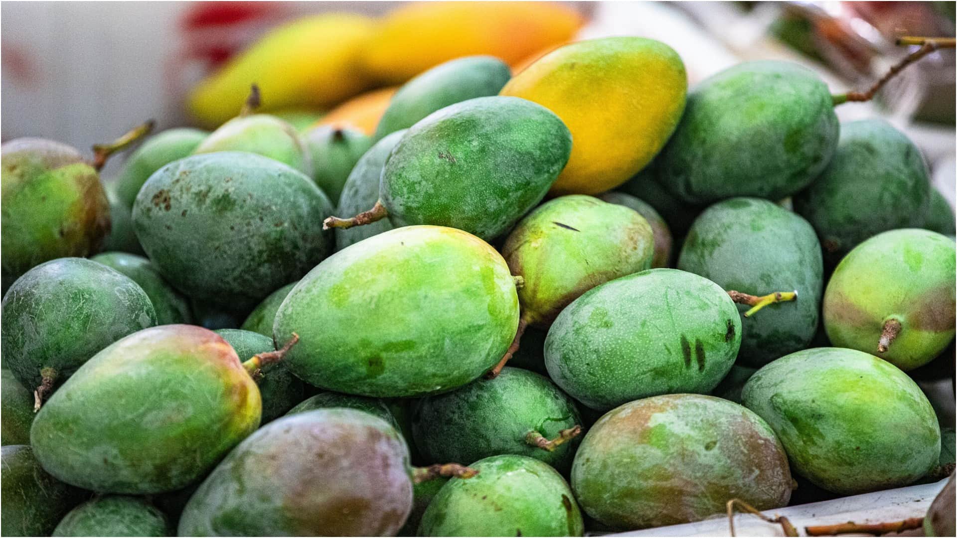 kohitur mango was grown for the royal families Indias most expensive mango