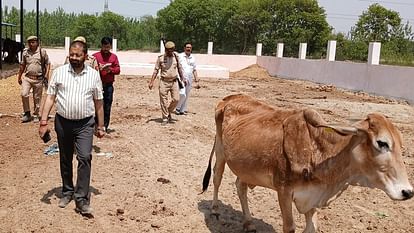 Moradabad: DM took action, JE suspended for feeding dirty water to cows, assistant service terminated