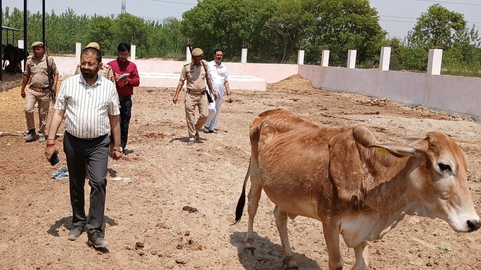 Moradabad: DM took action, JE suspended for feeding dirty water to cows, assistant service terminated