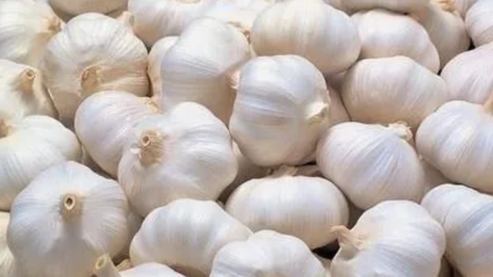 Farmers got Rs 100 to 150 per kg price of garlic in Solan Sabji Mandi