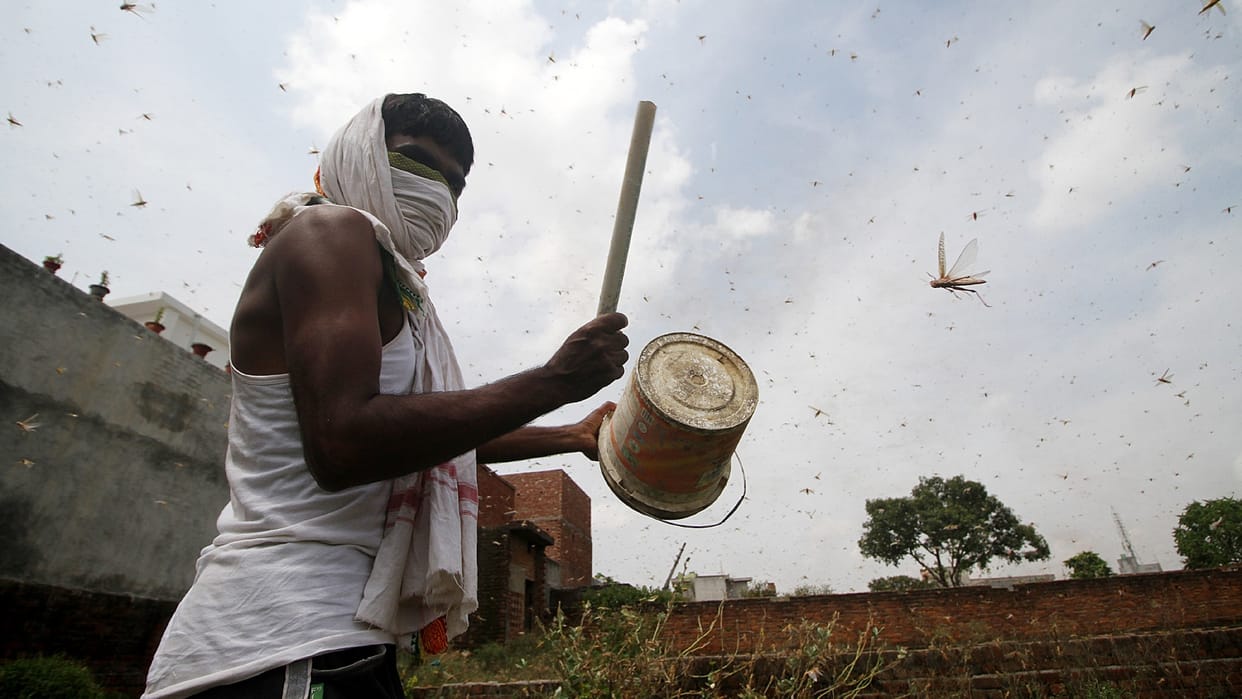 Survey finds India free of locusts ahead of Kharif crop season