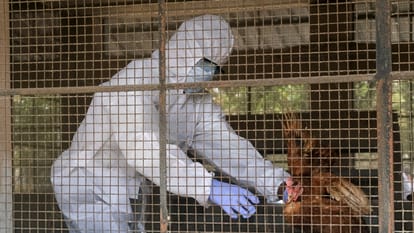 Bird flu hits Rampur: 15 thousand chickens die, administration issues alert