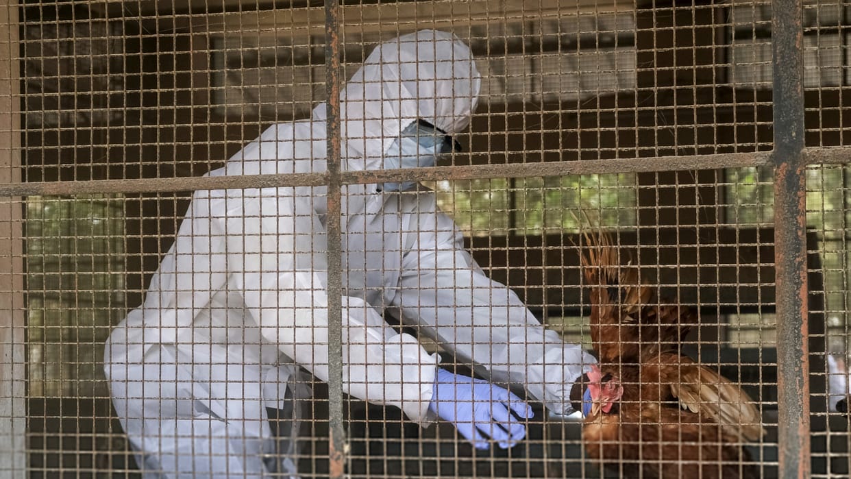 Odisha reports bird flu outbreak over 5000 chickens culled