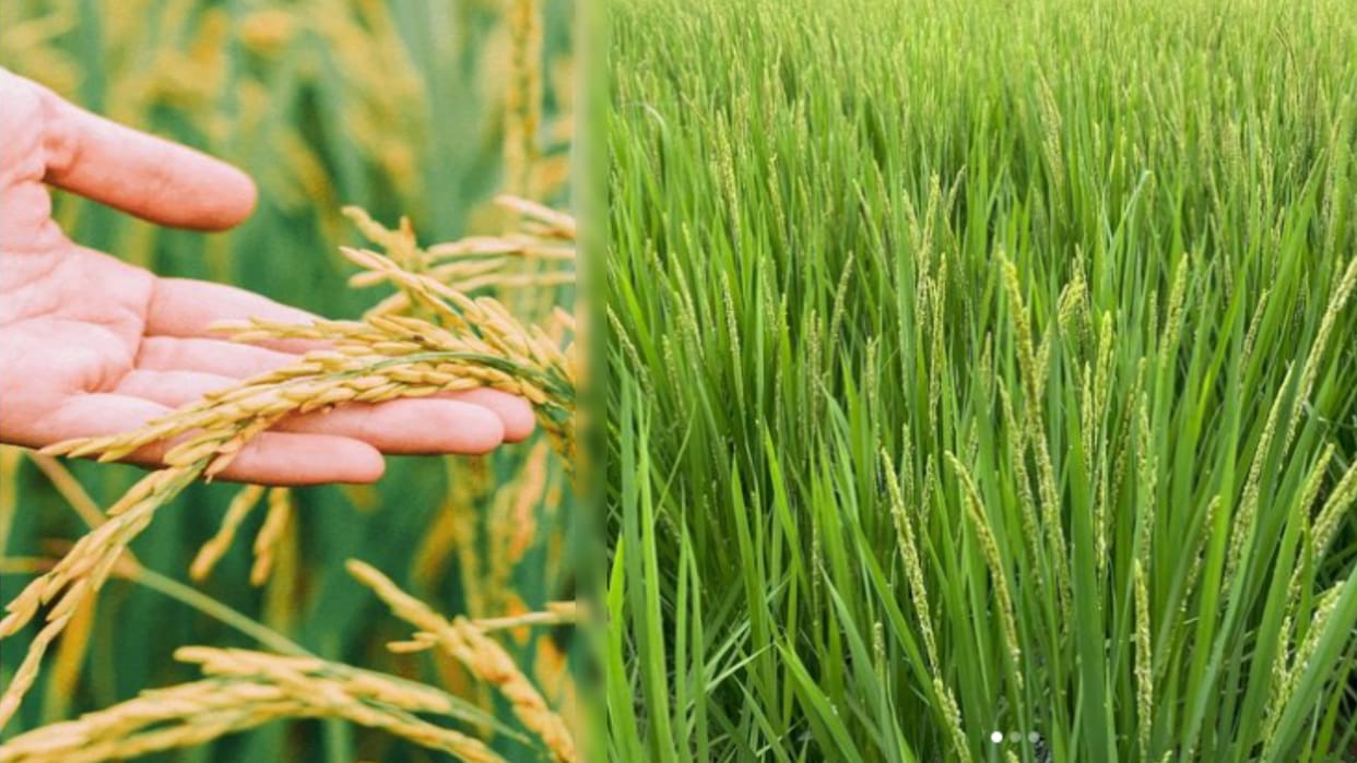 Agriculture: picture of farming is changing