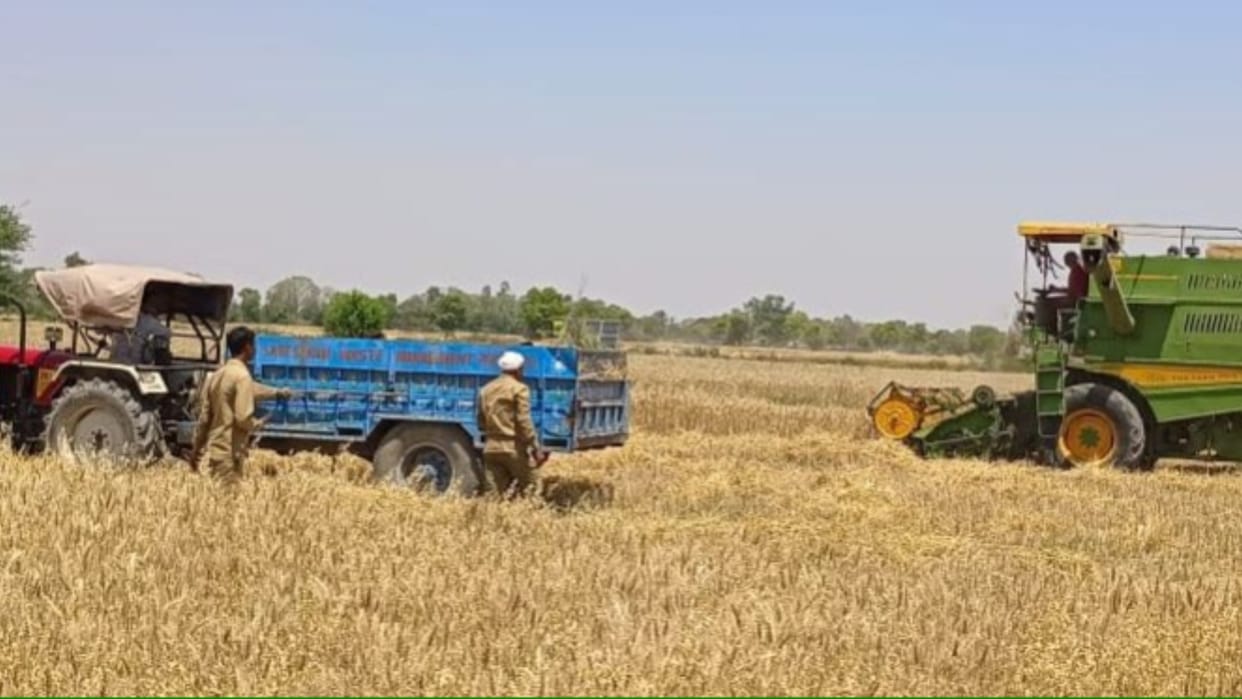 Haryana: Wheat crop grown by capturing land, harvested by municipality