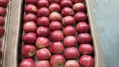 ICAR experiment in Chandigarh Red apples will now flourish in Shivalik foothills