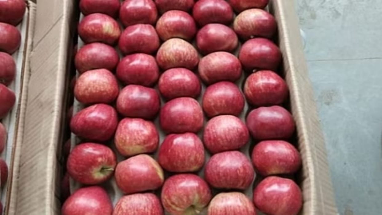 HP Apple Season: Preparations to take strict action against the defaulting commission agents who migrate