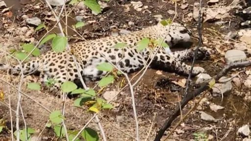 Indore leopard attack forest team