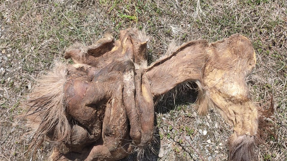 Skin of dead blue sheep found in the foothills of Panchachuli pithoragarh