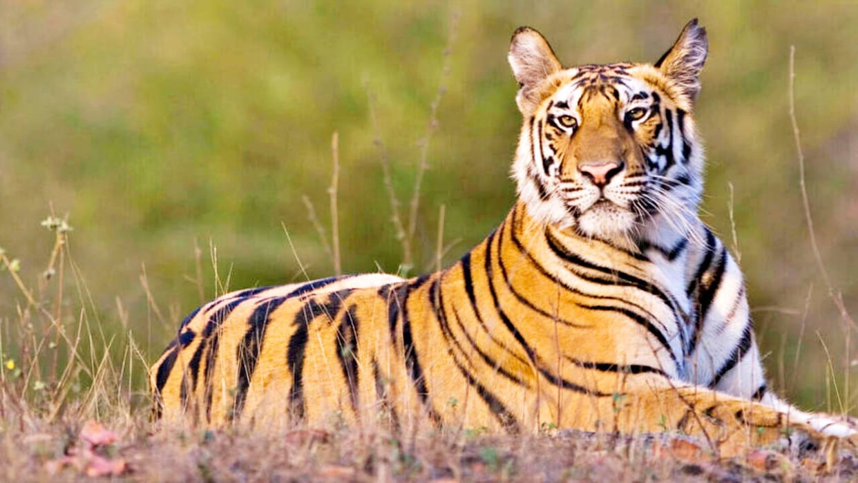 Rajasthan Approval to make forest areas of Udaipur and Rajsamand districts as tiger reserves