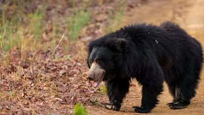 Bear wandering in Gorsi area, villagers in panic, forest department under surveillance