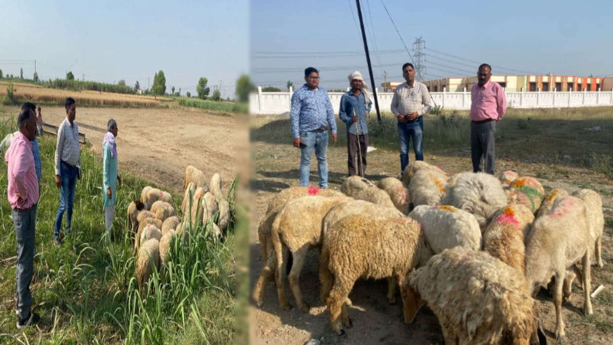 Good news for cattle farmers: Jalaun sheep brought to Muzaffarnagar, steps taken for breed improvement