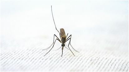 mosquito-borne illness dengue Spikes in many countries know its risk and prevention