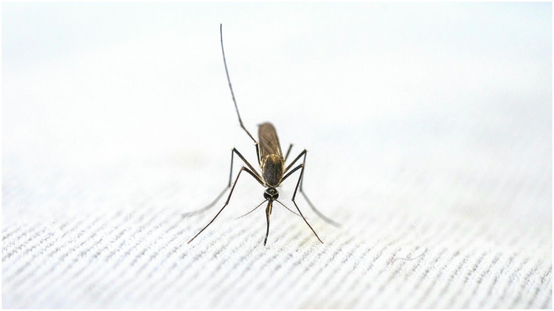 mosquito-borne illness dengue Spikes in many countries know its risk and prevention